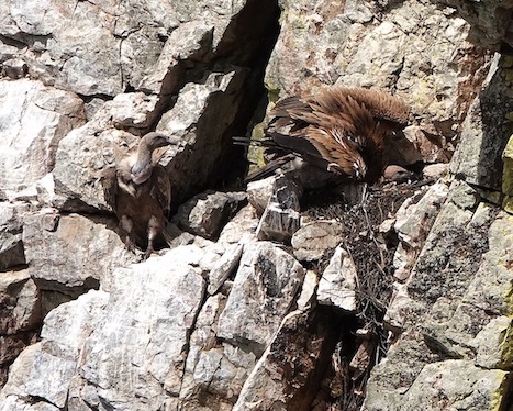 Griffon vulture